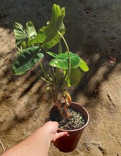 Philodendron Burle Marx – Feuillage allongé et luxuriant, plante graphique