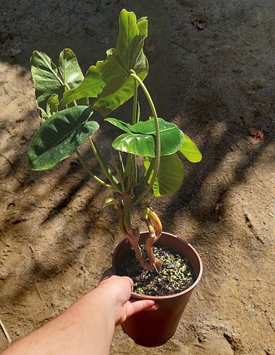 Philodendron burle marx - burle, –
