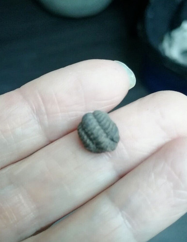 Trilobite phacops 1 2 - g, 1,2