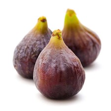 Ficus carica 'Violette