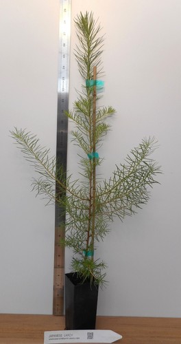 Japanese larch larix - larch, (larix
