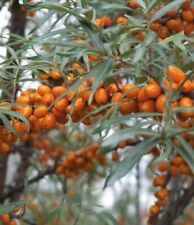 Argousier Luchistaja Femelle