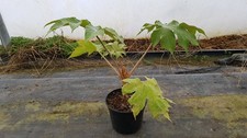 Tetrapanax papyrifera 'Rex' /