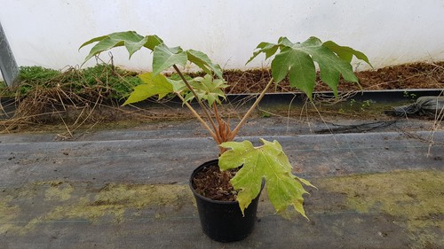 Tetrapanax papyrifera rex - tetrapanax, 'rex'