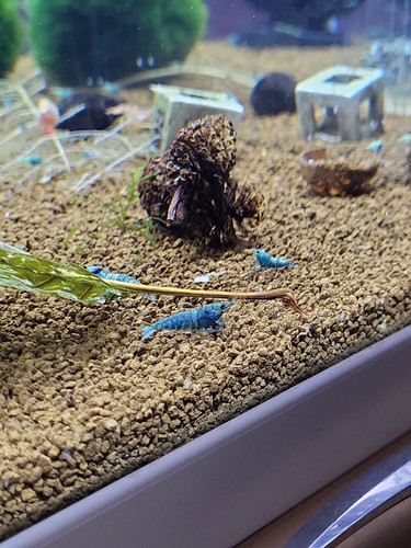 Lot crevettes caridina - de,
