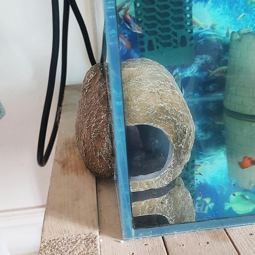 Ornement aquarium race de - race,