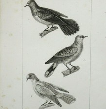Tourterelles et  Pigeon Tourocco Gravure Originale circa 1800