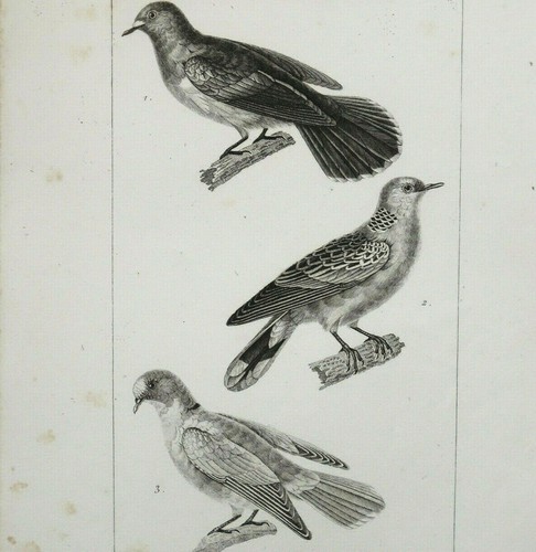 Tourterelles pigeon - tourterelles,