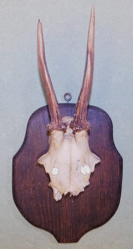 Ancien trophee chasse - ancien, de