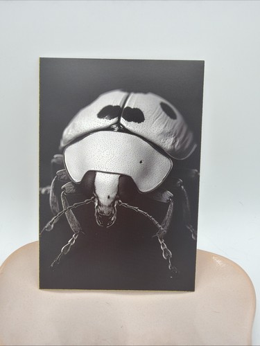 Affiche murale coccinelle noir - affiche,
