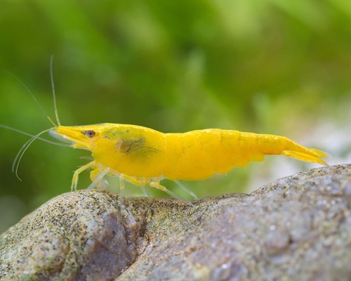 Lot crevettes - de, 30