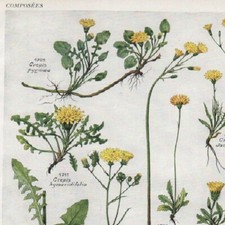 Crepis  Pl 358 - Plante Flore