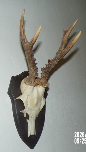 Trophee chasse massacre - trophee,