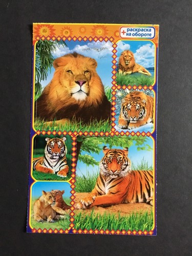Animaux sauvage lions - lions, tigres