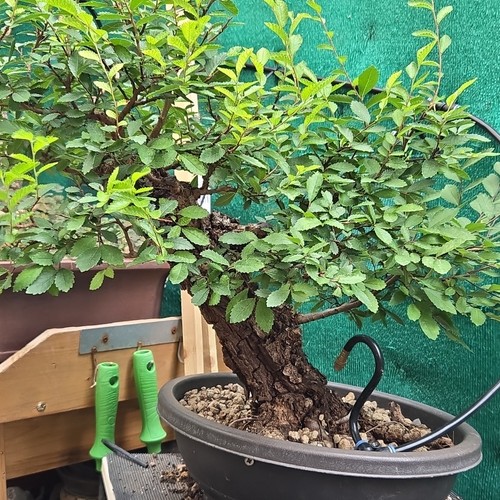 Bonsai ulmus nire - bonsai, nire,