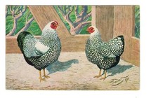 Animals - Poultry chicken breed, rooster Silver wyandotte hahn coq huhn poulet