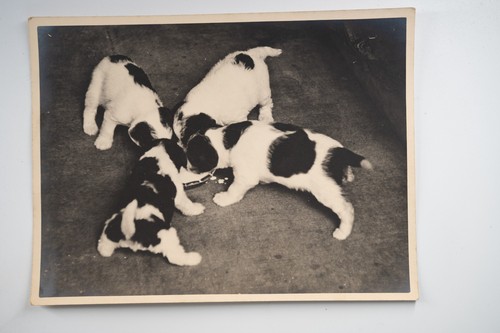 Photo argentique france chiot - photo,
