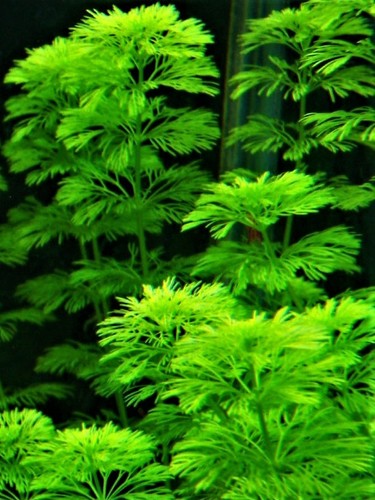 Limnophila sessiflora - limnophila, /