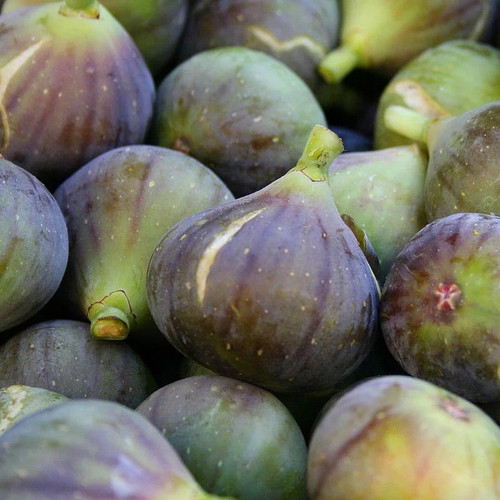 Ficus carica madeleine des - carica, 'madeleine