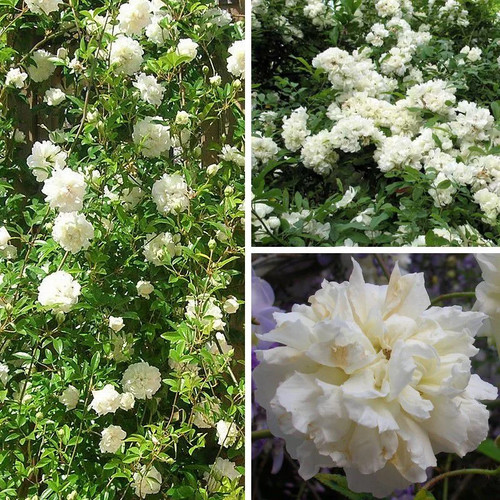 Rosa banksiae alba plena - rosa, plena'