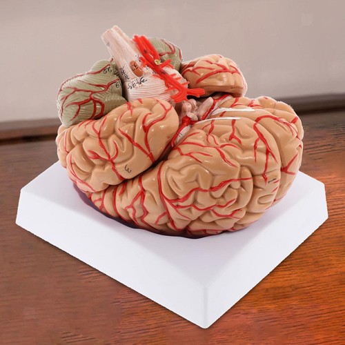Modèle cerveau humain - cerveau, 9