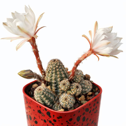 Pygmaeocereus familaris 100