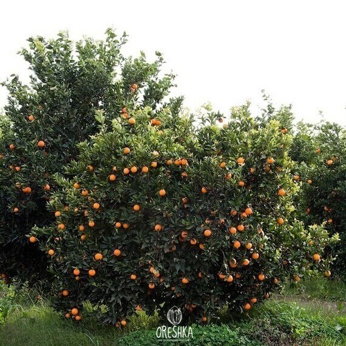 Moroccan mandarins pcs - mandarins,