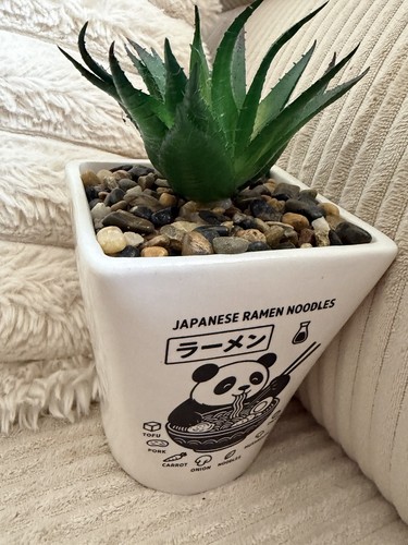 Cactus plante grasse verte - plante,