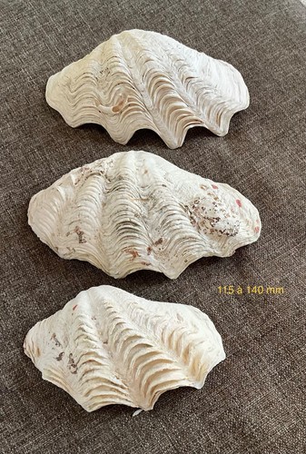 Lot benitiers coquillages - ,