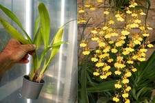 Oncidesa (Oncidium) Gower