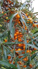 Hippophae rhamnoides