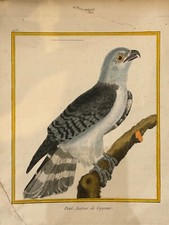 OISEAUX RAPACE "Autour de