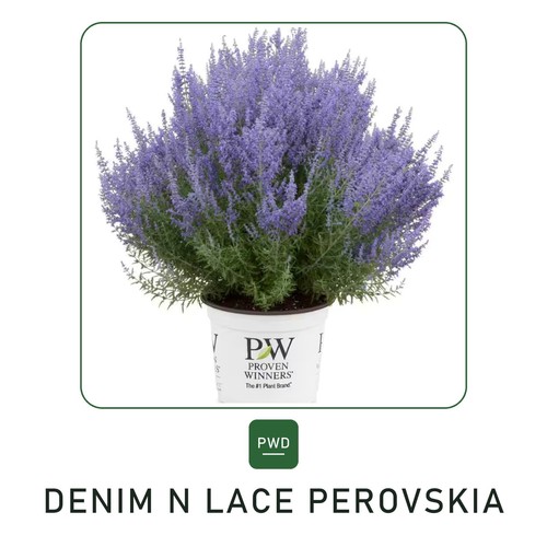 Denim lace perovskia live - denim, n