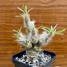 RARE!!! Pachypodium Rosulatum
