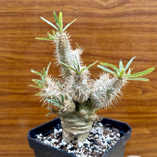 Rare pachypodium rosulatum - rare!!!,