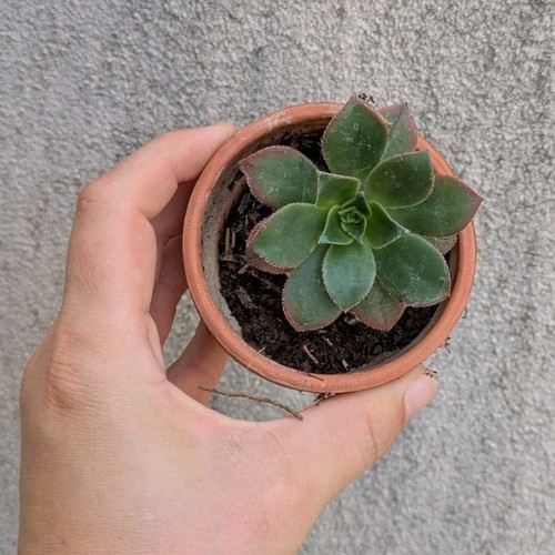 Cactus plante grasse verte - plante,