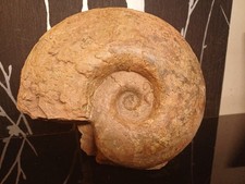 Ammonite Perilytoceras jurense Toarcien Belmont 157mm 12v355
