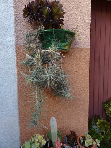 Terrasse jardin solarium - ,