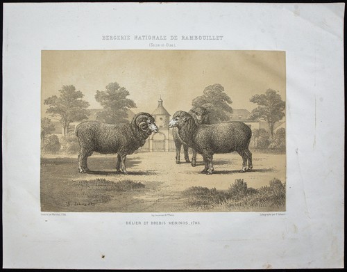 1873 bélier et brebis - -,
