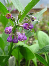 Comfrey