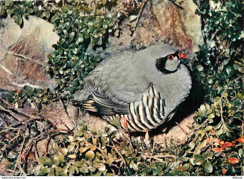 Carte postale animaux - carte,