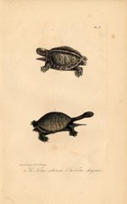 Antique Print-TURTLE-TORTOISE-RABOTEUSE-CHAGRINE-Lejeune-Lacepede-1832