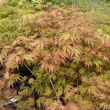 Acer palmatum dissectum