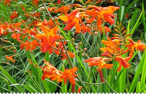 Bulbes crocosmia orange - 15,
