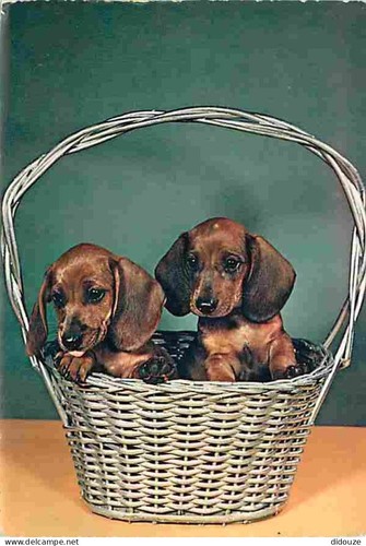 Carte postale animaux - postale,