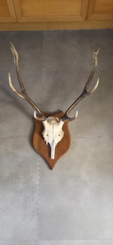 Massacre bois cerf sur - massacre, de