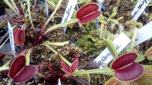 Plantes carnivores dionaea - plantes,