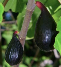 Ficus carica cv PANTERA NERA