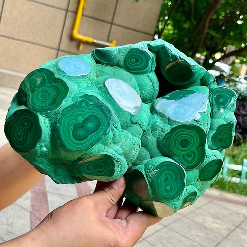 Congo malachite eye - malachite,