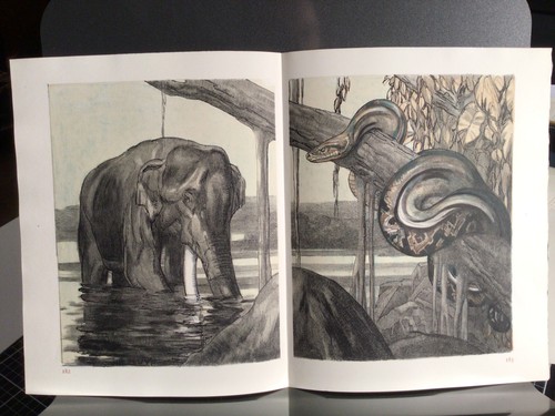 Paul jouve eléphant - eléphant, et